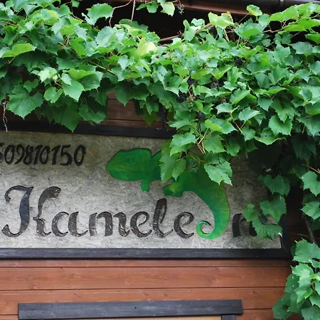 Kameleon Dzwirzyno